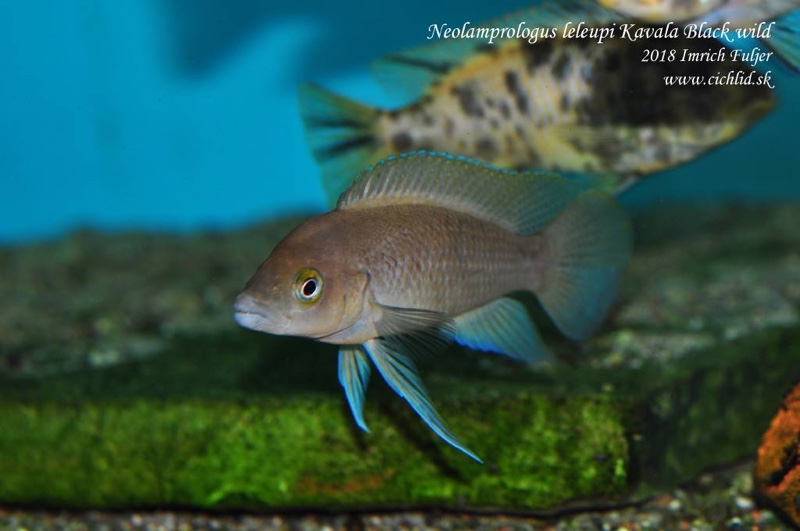 Neolamprologus leleupi 'Bilila (Kavala) Island'